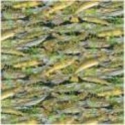 Trout Fishing - by Nutex Trout Fishing - by Nutex