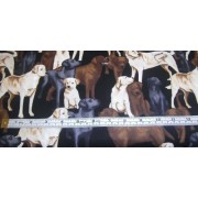 "Labradors" "Labradors"
