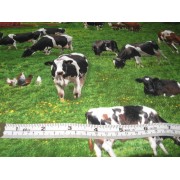 Cows by Elizabeth Studios #337 Cows by Elizabeth Studios #337
