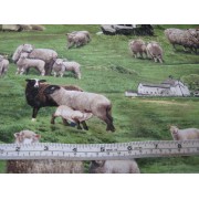 "Sheep" by Elizabeth Studios #360 "Sheep" by Elizabeth Studios #360
