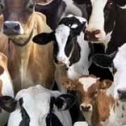 Farm Animals (cows) by Elizabeth Studios Farm Animals (cows) by Elizabeth Studios