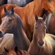 Farm Animals (horses) by Elizabeth Studios Farm Animals (horses) by Elizabeth Studios