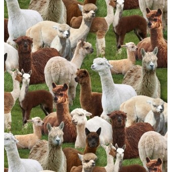 Farm Animals (alpacas) by Elizabeth Studios